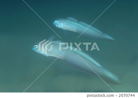 Tanzakuhaze Tanzakuhaze 2070744