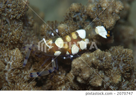 海葵魚蝦 海葵魚蝦 2070747