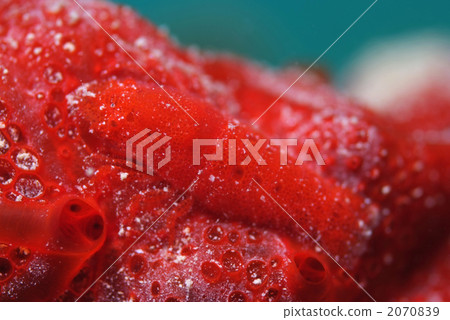 Palon Shrimp 2070839