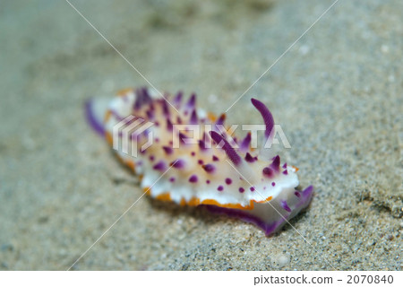 Round beige Round beige 2070840