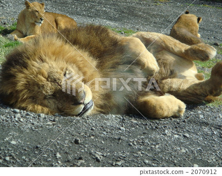terrestrial animal, lion, panthera leo 2070912