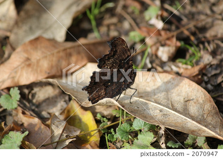 Ruritateha · wing wings 2070947