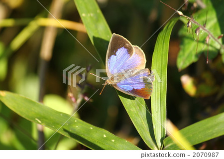 Murashiki Sajimi 2070987