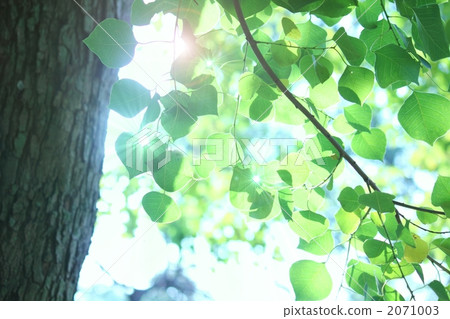 Nankinhase和光 2071003