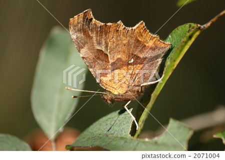 Kitateta掛在樹葉上 2071004