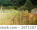 field, okra, gifu 2071187