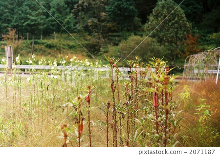 field, okra, gifu 2071187