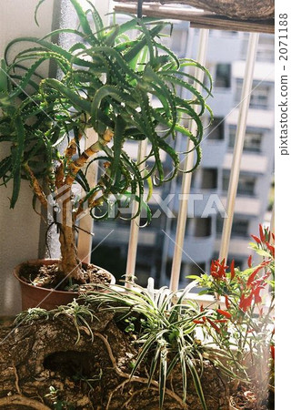 蘆薈 吊蘭 遊廊 2071188