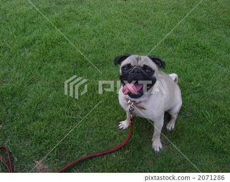pug, animal, animals 2071286