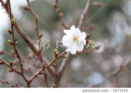 十月櫻花 2071435