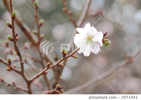 十月櫻花 十月櫻花 2071441