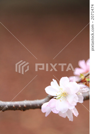 October cherry tree 2071474