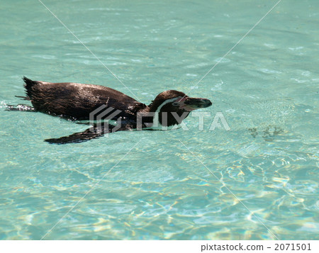 洪堡企鵝 游泳 企鵝 2071501