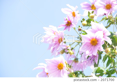 Emperor Dalia 2071700