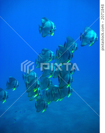 Flock of swallowtail Flock of swallowtail 2071848