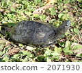 中國池龜 烏龜 爬行動物 2071930
