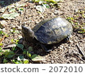 動物 爬行動物 爬蟲類的 2072010