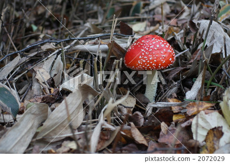 Bonitonake 2072029