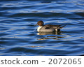 Duck's companions Onaga 2072065