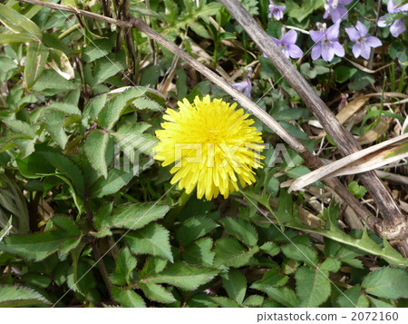 西洋蒲公英 2072160