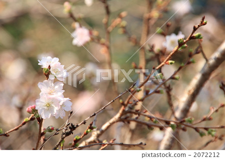 十月櫻花 十月櫻花 2072212