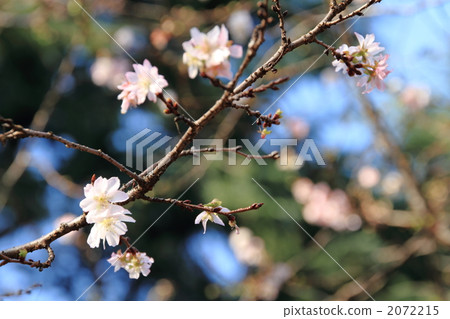 October cherry tree 2072215