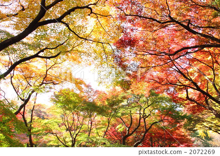 maple, yellow leafe, red leafe 2072269