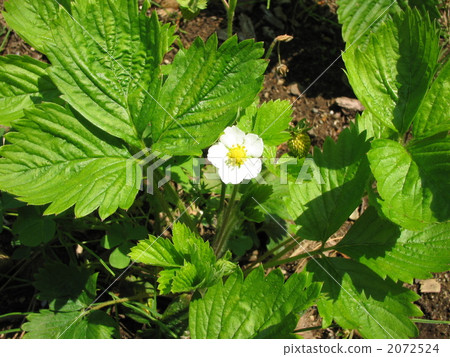 图库照片 野草莓 白色鲜花 草莓