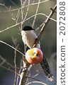 灰喜鵲 野生鳥類 野鳥 2072808