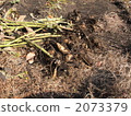 yacon, smallanthus sonchifolius, vegetables 2073379