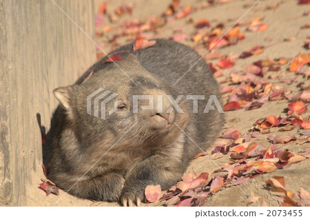 common wombat, higashiyama animals and plants garden, wombat 2073455