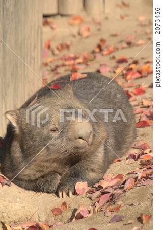 袋熊 有袋類動物 東山動植物園 2073456