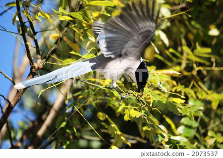 Bait feeding of Oniga 2073537