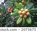 loquat, food, foods 2073675