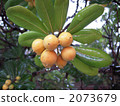 Fruit of loquat 2073679
