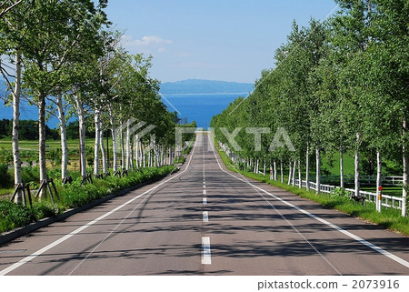 A straight road along a tree 2073916