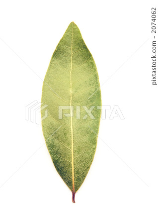 勞裡的葉子 勞裡的葉子 2074062