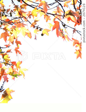 Maple-leaf Sycamore 2074128