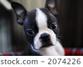 Boston Terrier Boston Terrier 2074226