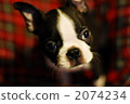 Boston Terrier Boston Terrier 2074234