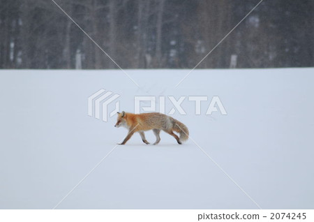 Hokkaido Kita fox wild 2074245