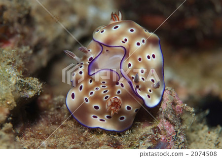 馬達拉伊利米 2074508