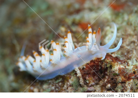 Min魚的研究員 2074511