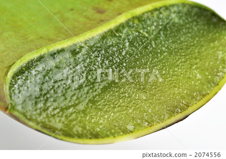 aloe vera, aloe-vera, aloe 2074556