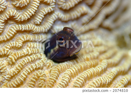 石垣青蛙 2074810