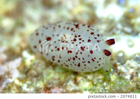 Tigire Fusiera Guy 2074811