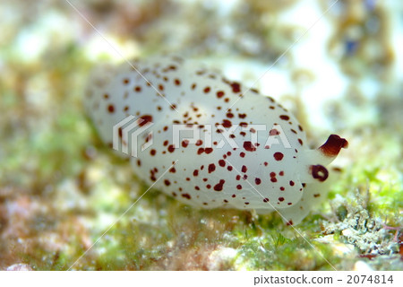 Tigire Fusiera Guy Tigire Fusiera Guy 2074814