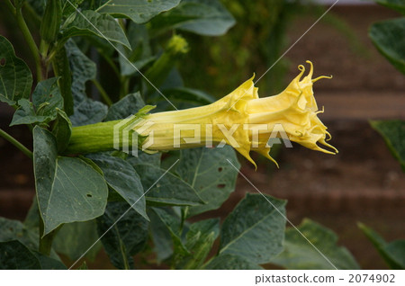 lagenaria siceraria var. hispida, botanic, botanical 2074902