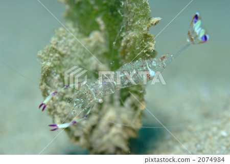 Bidro clown viper 2074984