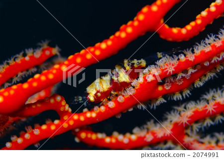 Isobana clown Isobana clown 2074991